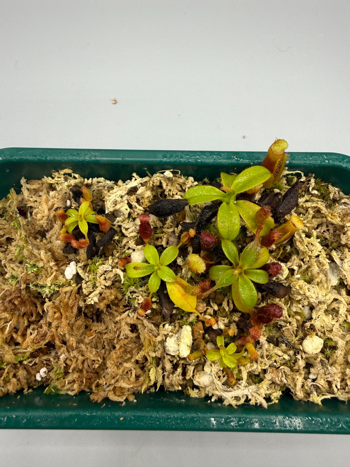 Nepenthes Harryana Specimens Sg (READ DESCRIPTION)