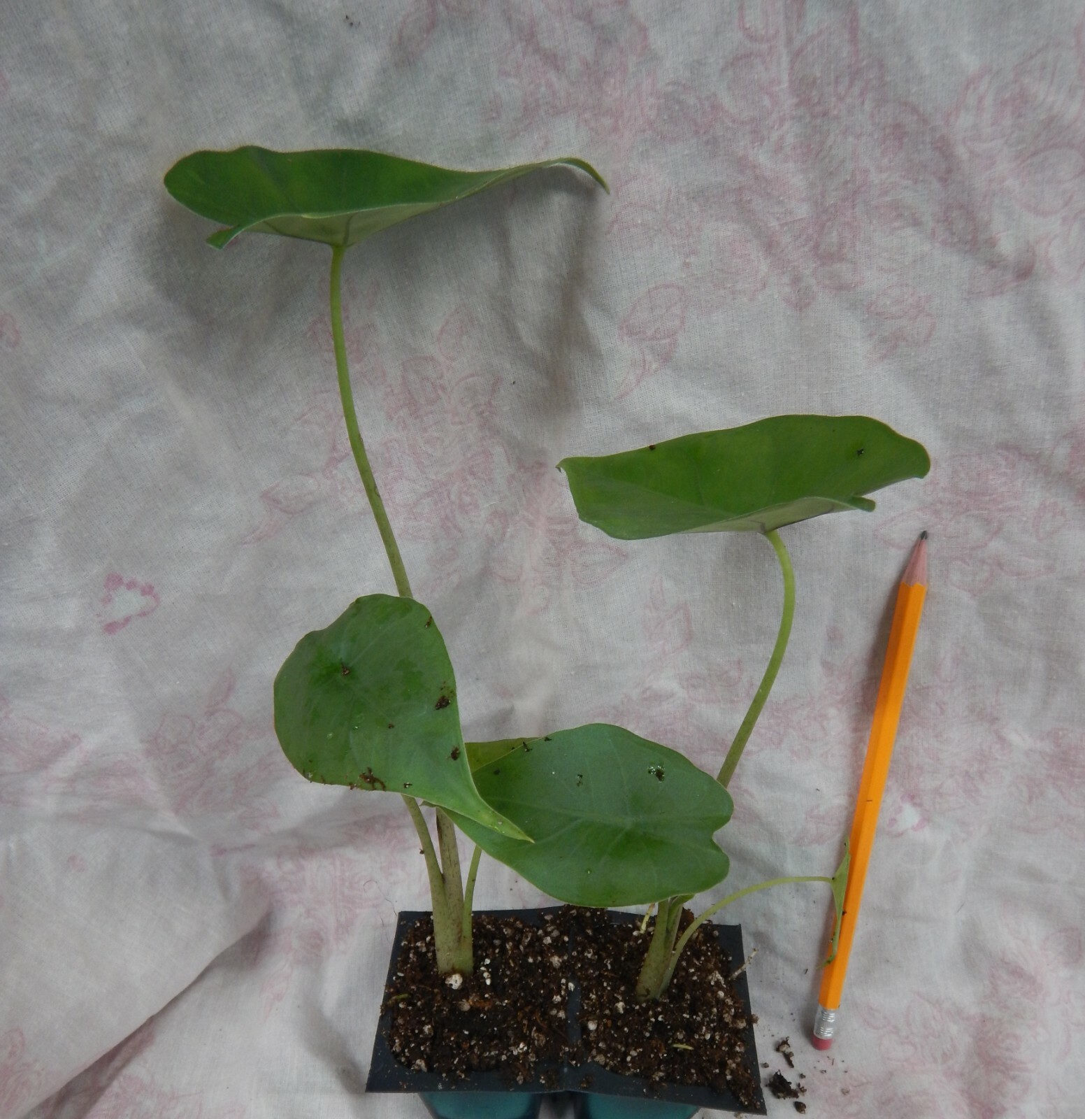 **THAILAND GIANT** Elephant Ear Colocasia Esculenta Starter Plant**USA Seller**