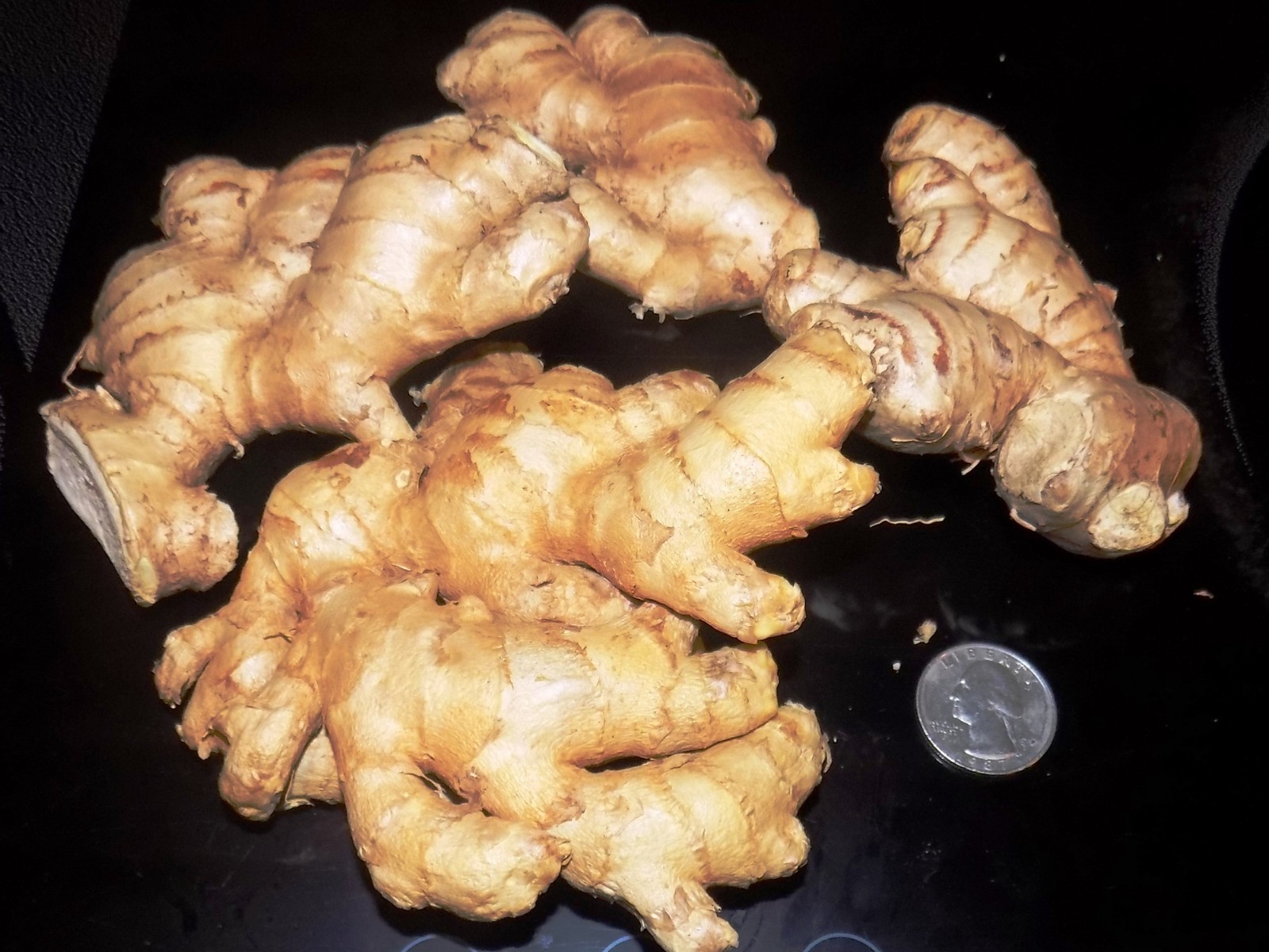 Fresh Organic Ginger Root FREE SHIPPING 1lb to 30lb USA Shipper BEST PRICE on Eb