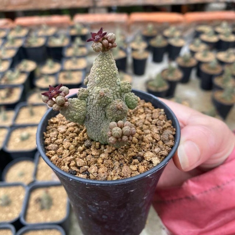 4-5CM Succulent Cactus Plant Pseudolithos Caput-Viperae（Multi-Heads）Apocynaceae.