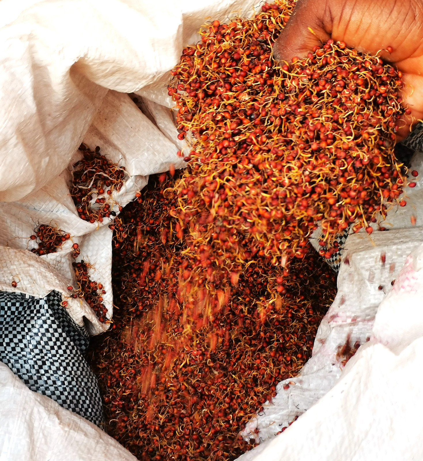 Rox Orange Syrup Cane Sorghum Seeds – For 2026 Planting Sorghum Bicolor Sugar