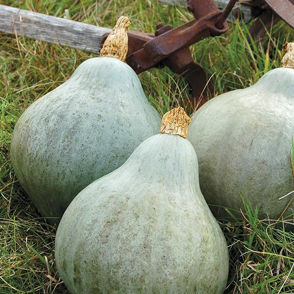 Blue Hubbard Squash Seeds | Heirloom / Non-GMO | Free Shipping | Seed Store 1118