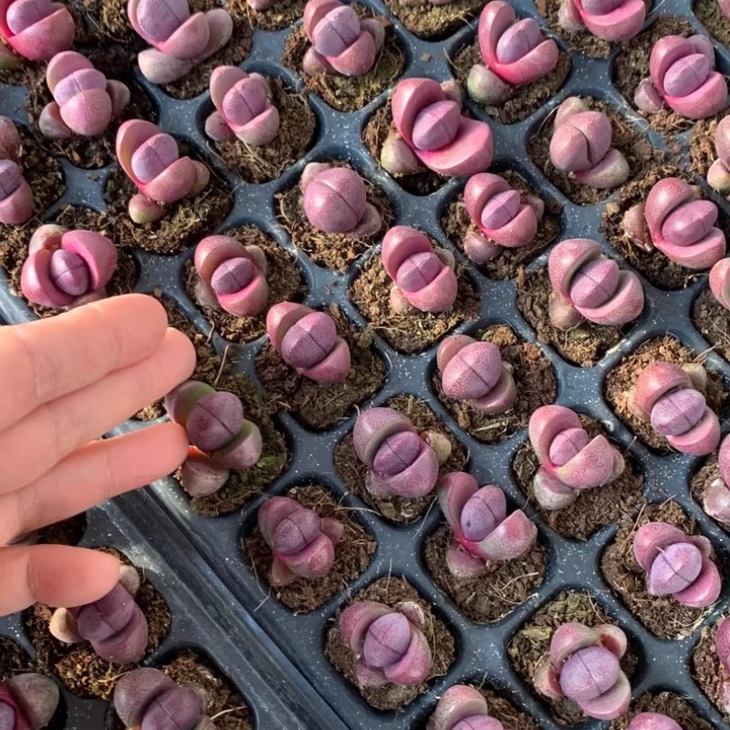 4-5CM Succulent Plant Pleiospilos Nelii Schwantes（Purple）Aizoaceae Home Garden.
