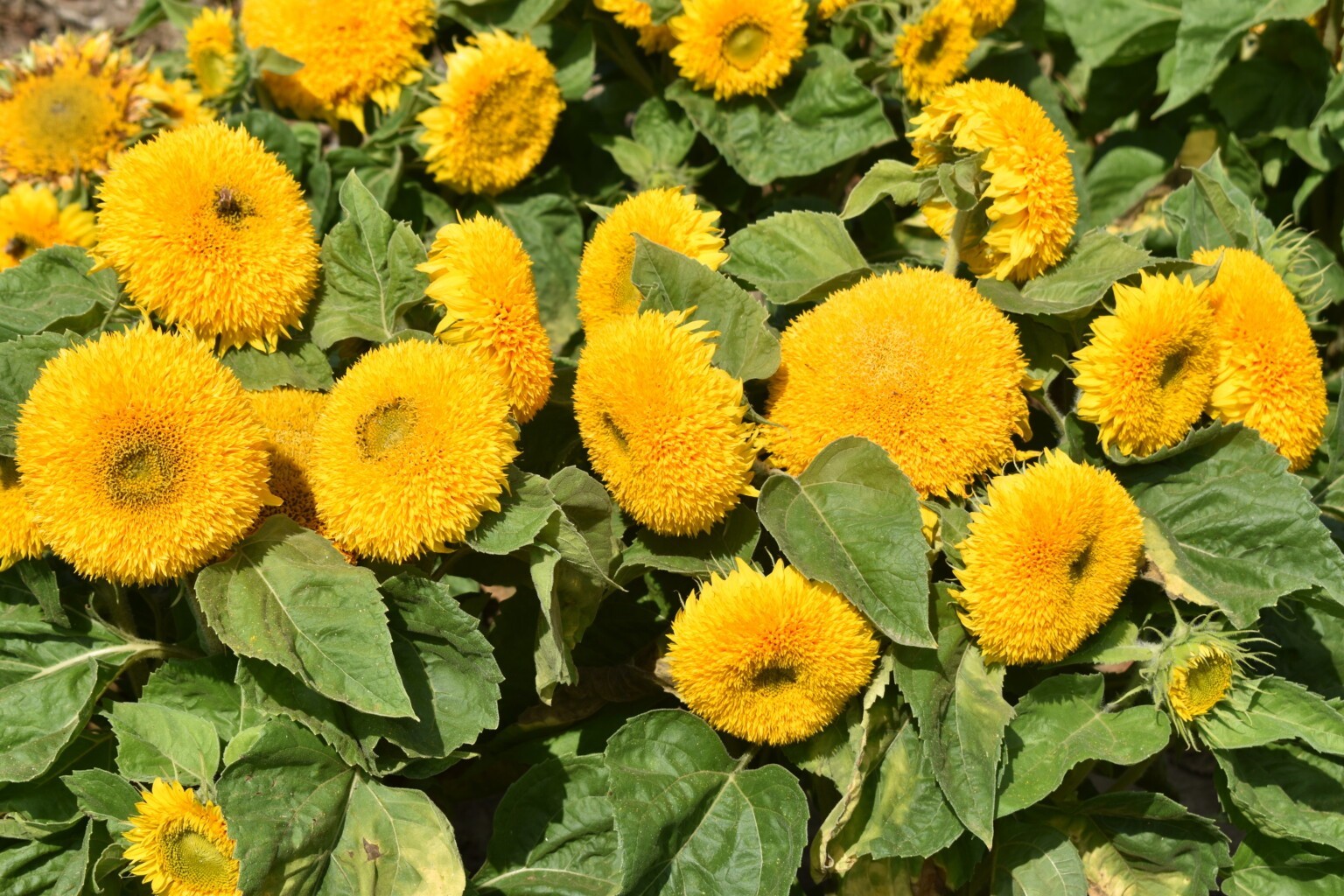 Teddy Bear Sunflower Seeds, Compact, Dwarf Sungold Sunflower, NON-GMO, FREE SHIP