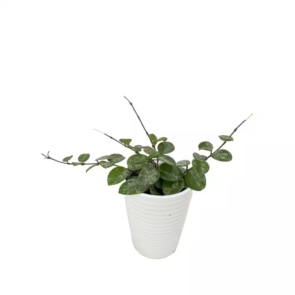 Endless Cascades Hoya Mathilde Splash Indoor Plant in 3.5 In. White Ceramic Cont