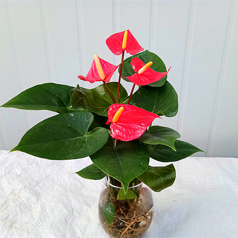 1 Pack 30 Red Color Anthurium Seeds Rare Anthurium Plantas Garden Flowers