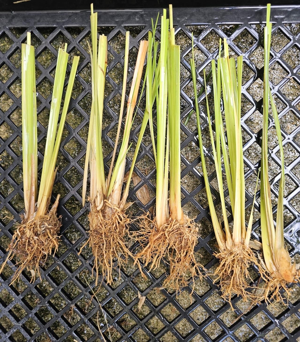 Vetiver live plant for EROSION CONTROL