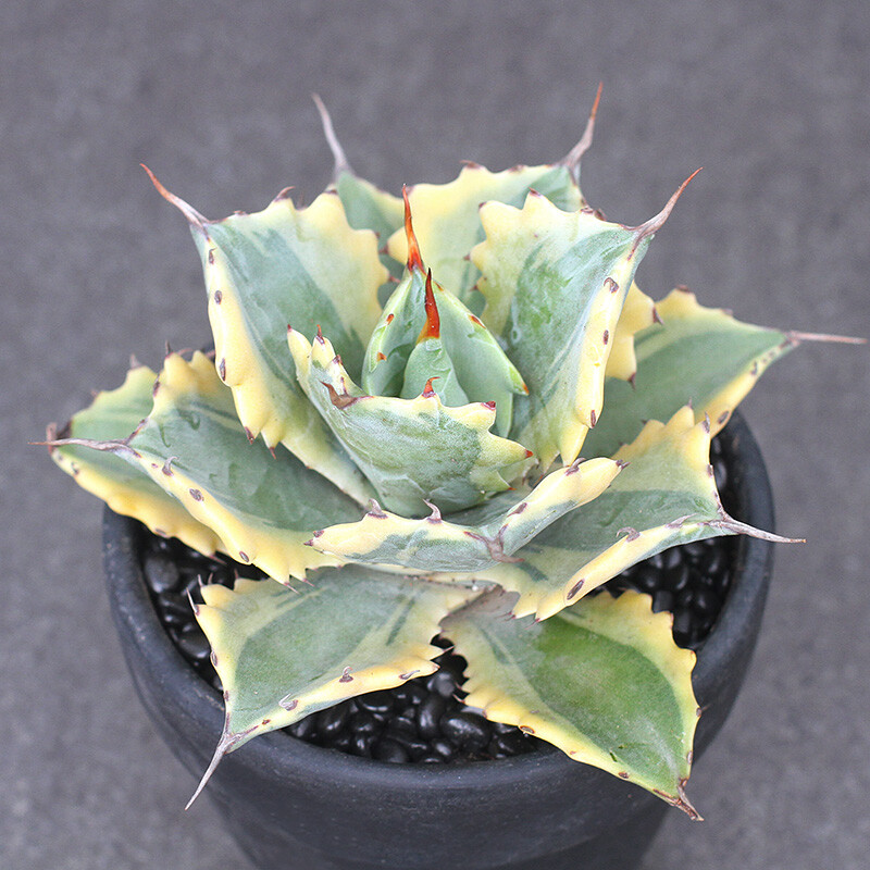 8CM Succulent Agave Plant Agave Parrasana Raiko Nishiki Variegated Home Garden