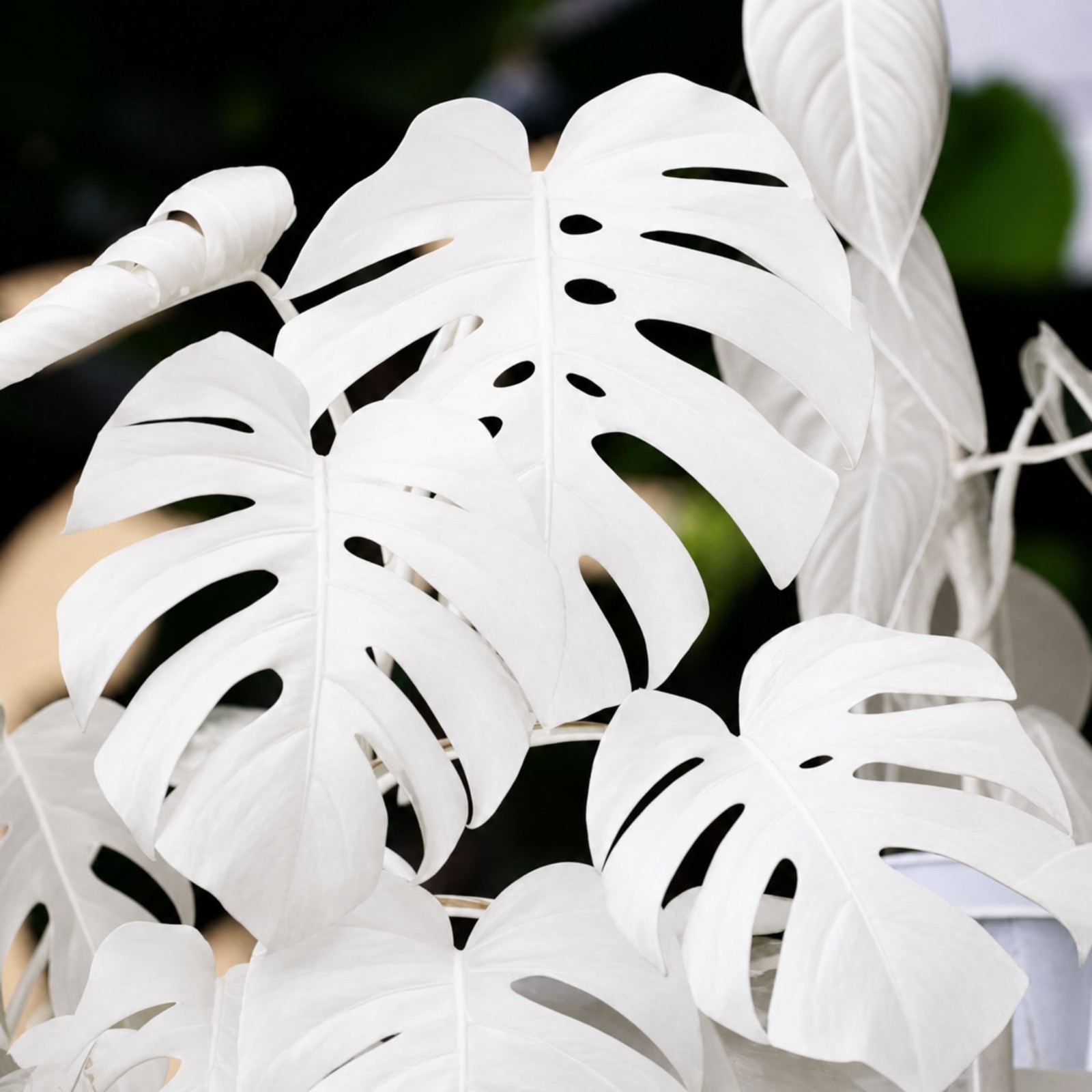 Monstera White Moon Variegated Rare Live Starter Plant Rooted Cutting Houseplant