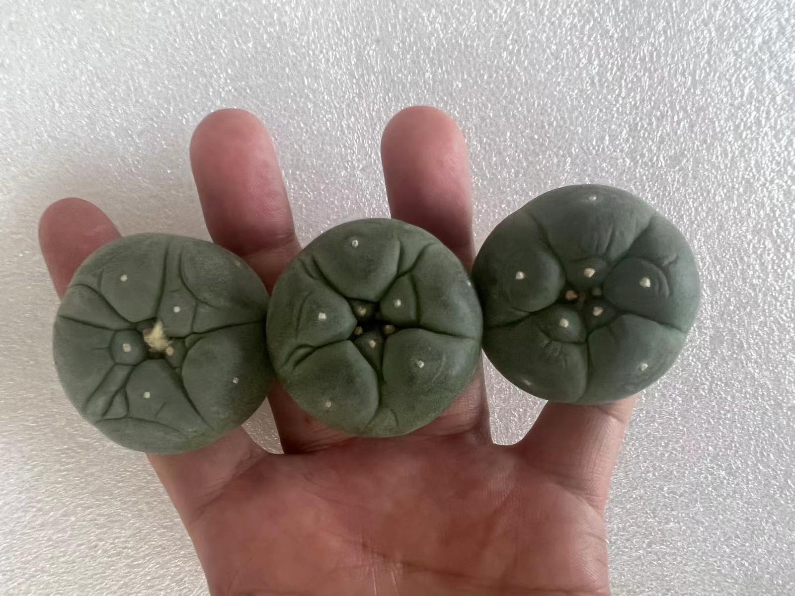5PCS Succulent Cactus Plant Beautiful Cactus Garden Décor Boutique 3-5cm