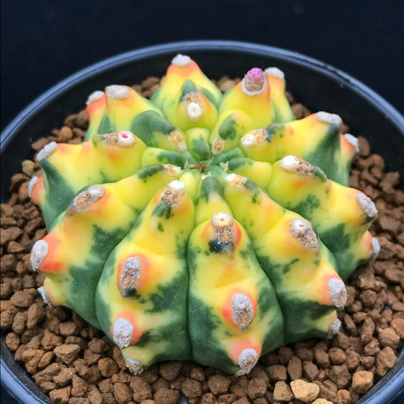 4-5cm Gymnocalycium anisitii variegata cactus plants potted Plants Garden Bonsai