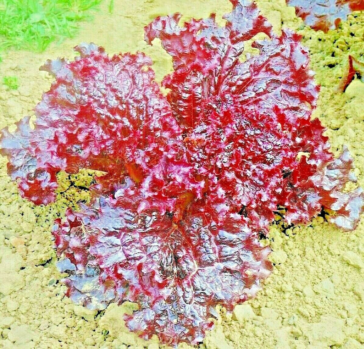 1000+ RUBY LETTUCE SPRING MIX SALADS GARDEN VEGETABLE HARDY HEIRLOOM NON-GMO USA