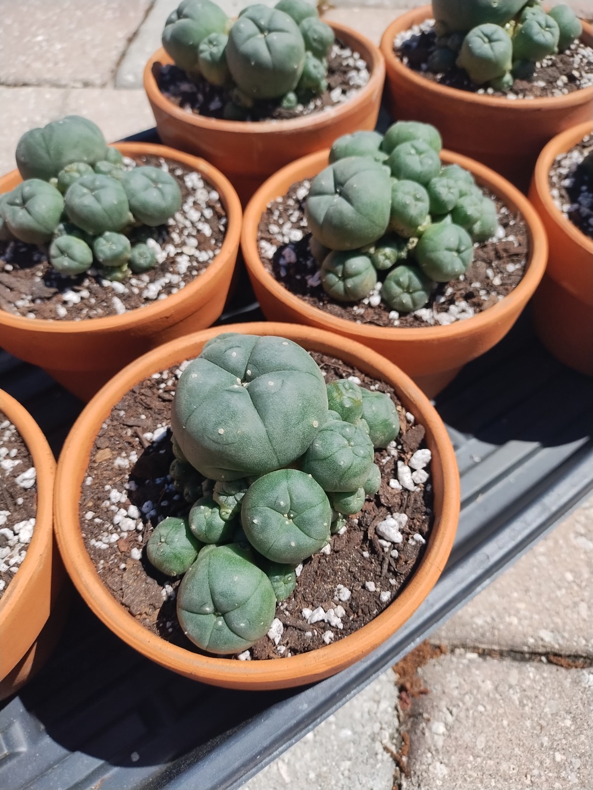 Rare Seed Grown Cactus Clusters 2.75-3.5in Diameter