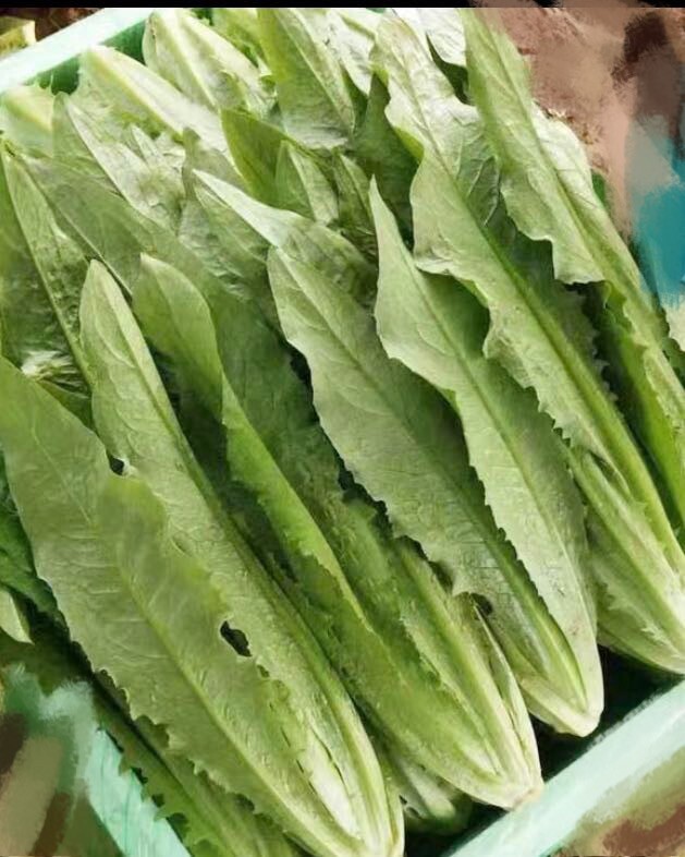 500+ A Choy、Yu Mai Tsai、Sword Lettuce Seeds 500多粒油麦菜、A菜种子 2023年产的新种子