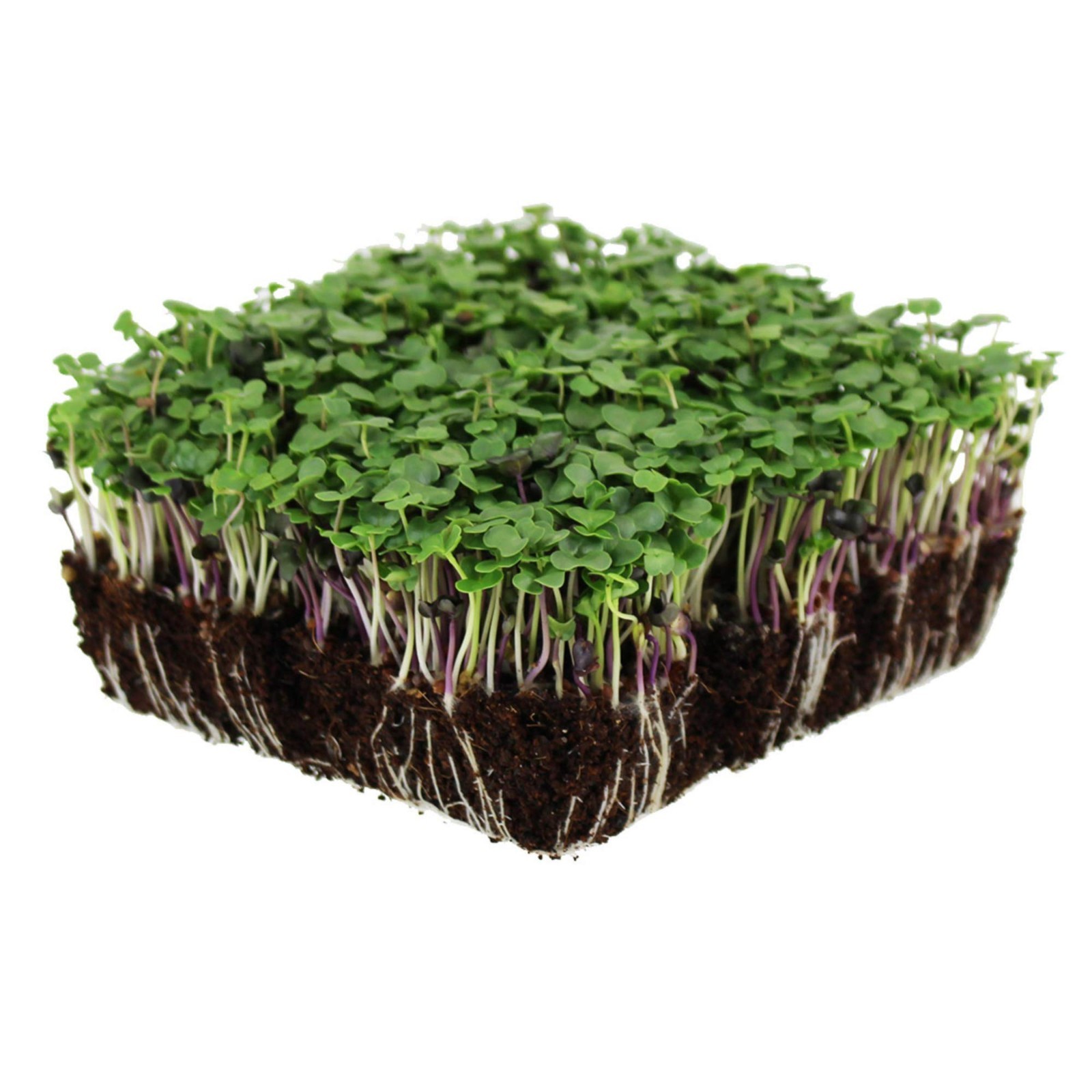 Organic MICROGREEN Seeds | Fresh Heirloom Non GMO Sprouting Seeds