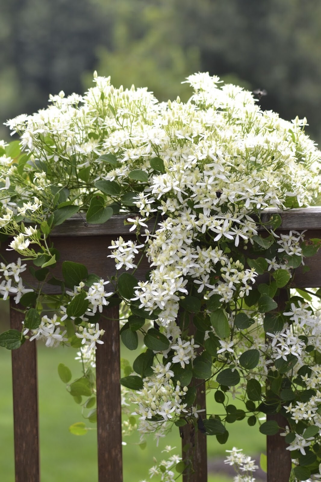 1-Year Roots Sweet Autumn Clematis (Virginsbower Clematis Paniculate Terniflora)