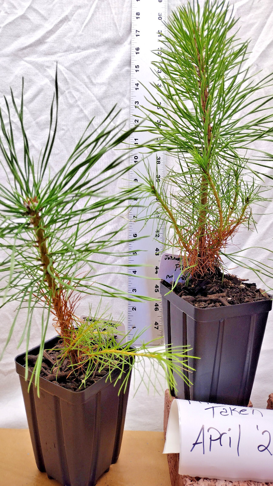 Japanese Black Pine 1 year old tree in nursery pot. Pinus thunbergii. Thunbergia