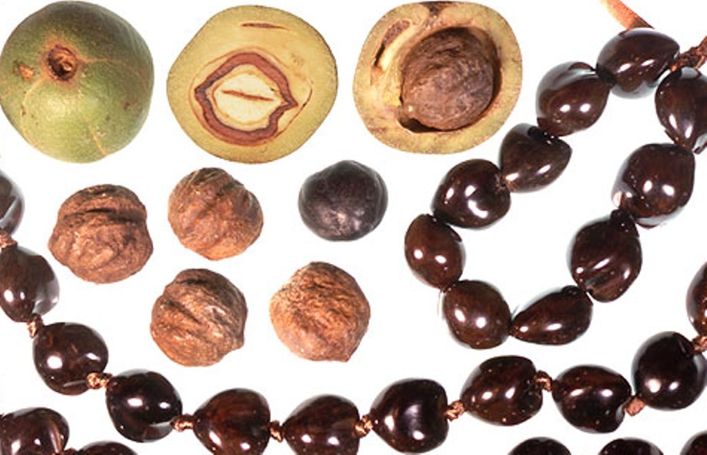 Candlenut Kukui Nut 6oz Candle Nut Aleurites Moluccanus Kemiri