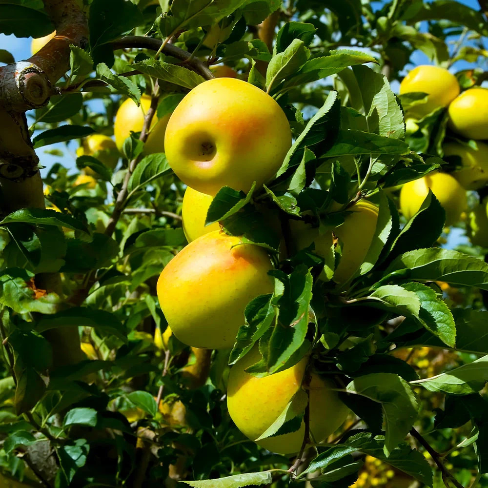YELLOW DELICIOUS APPLE Fruit Tree Bare-root