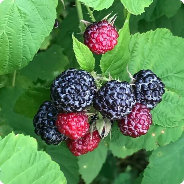 3 Black Raspberry Plants “Jewel” (3 Large 1 Year Old Plug Plants) Zones: 5-9