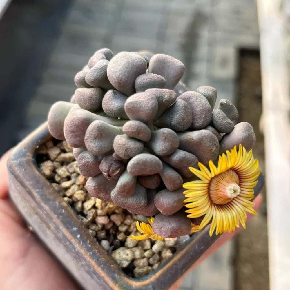 4-5cm Seedgrotfh Seedling Aloinopsis schooneesii Caudex Cactis Garden Plant