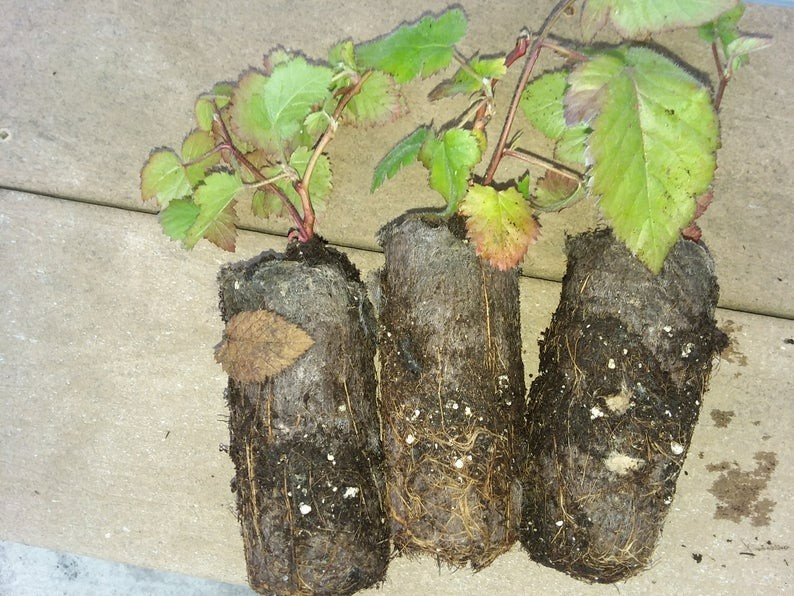 3 Black Raspberry Plants “Jewel” (3 Large 1 Year Old Plug Plants) Zones: 5-9