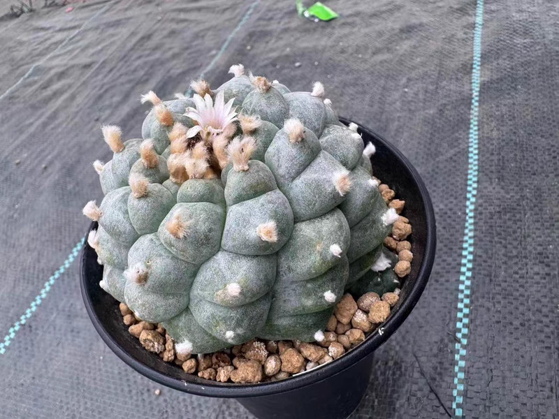 8cm Premium Spiral Stepped LW Own Root