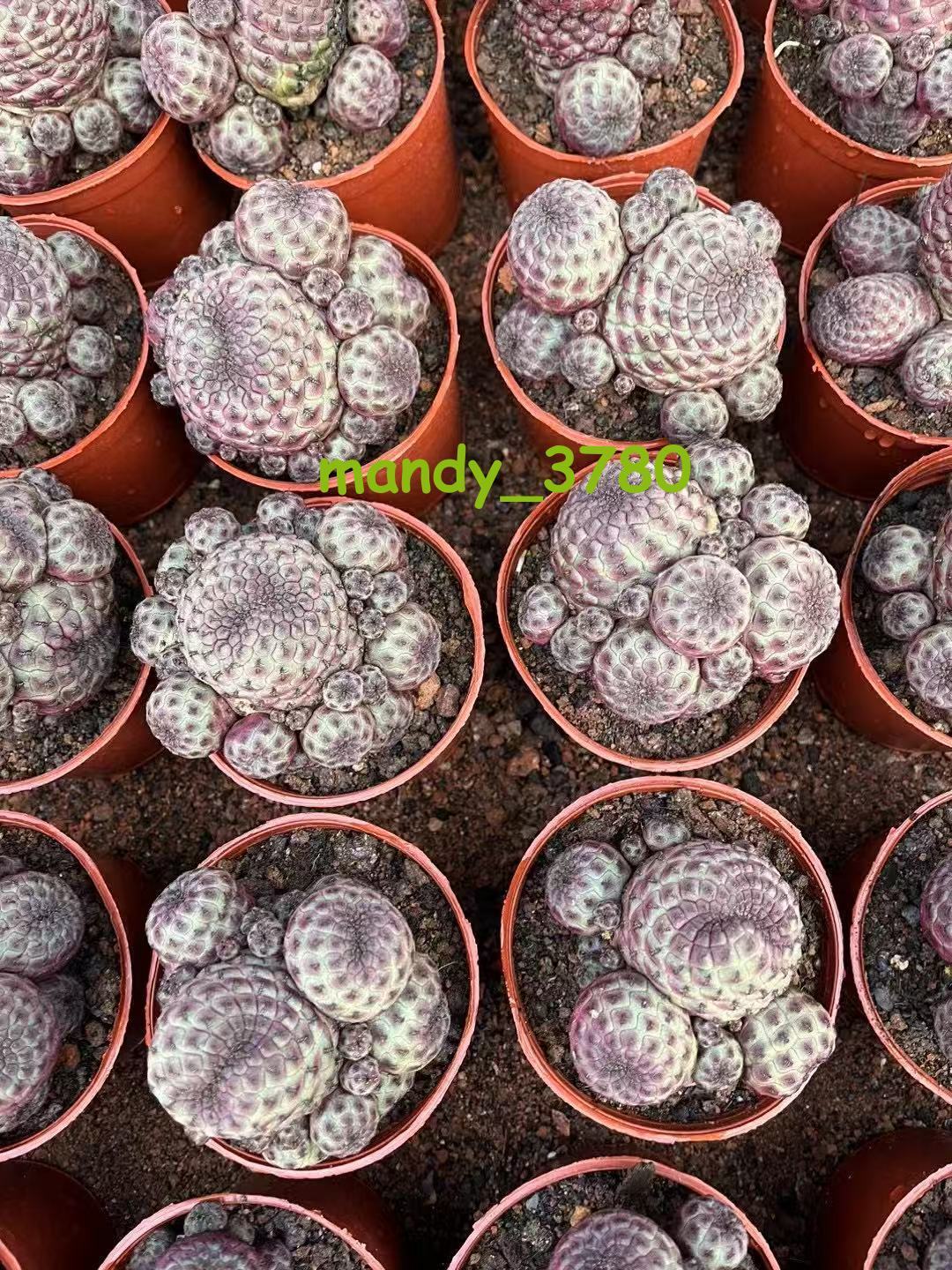 Multi Heads Rebutia rauschii Zecher Succulent Plant Garden Décor Boutique 6-8CM