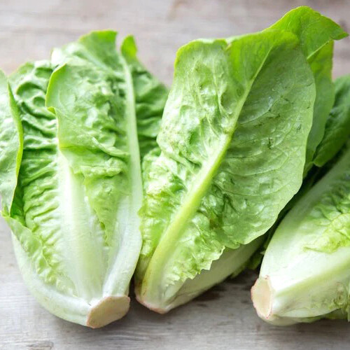 Little Gem Lettuce Seeds | 500 Seeds | Non-GMO | Free Shipping | Seed Store 1107
