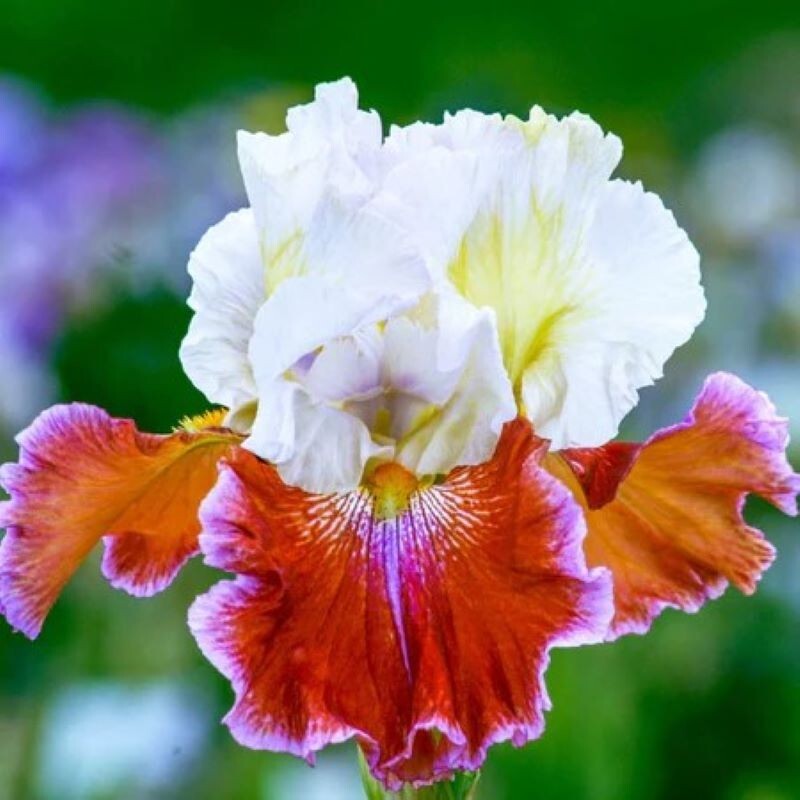 50 Heirloom Iris Seeds Fragrant Flower Plant (much less money than bulbs).