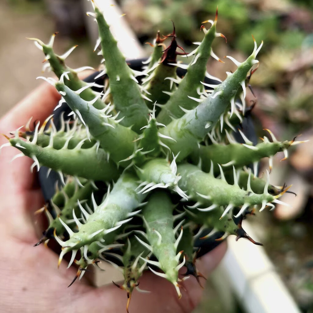 5CM Succulent Aloe Plant Aloe Erinacea Liliaceae Home Garden Beautiful Plant