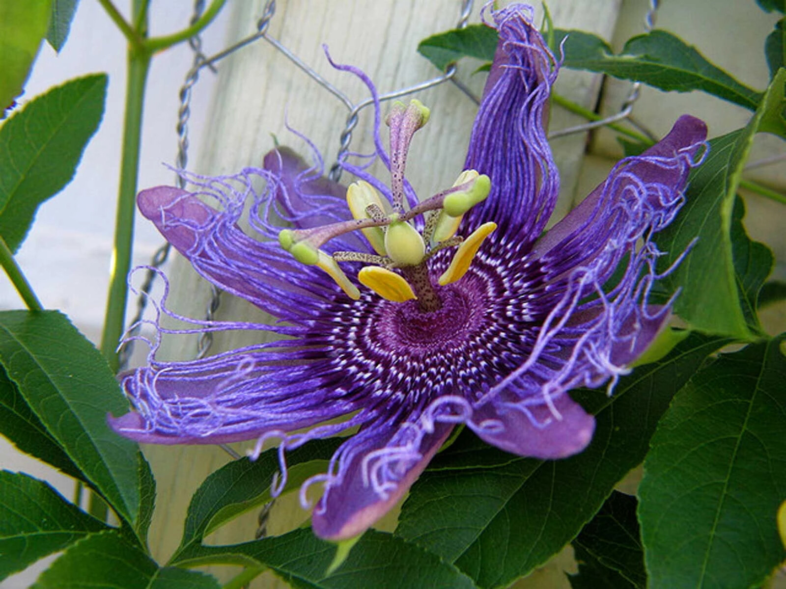 ~~MAYPOP PASSIFLORA~~Starter Plant~~Passiflora Incarnata~~BUTTERFLY HEAVEN!