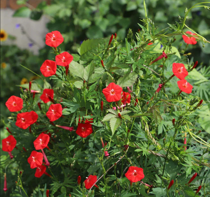 CARDINAL CLIMBER Morning Glory Red Blooms Vine Pollinator Attractor 50 Seeds!