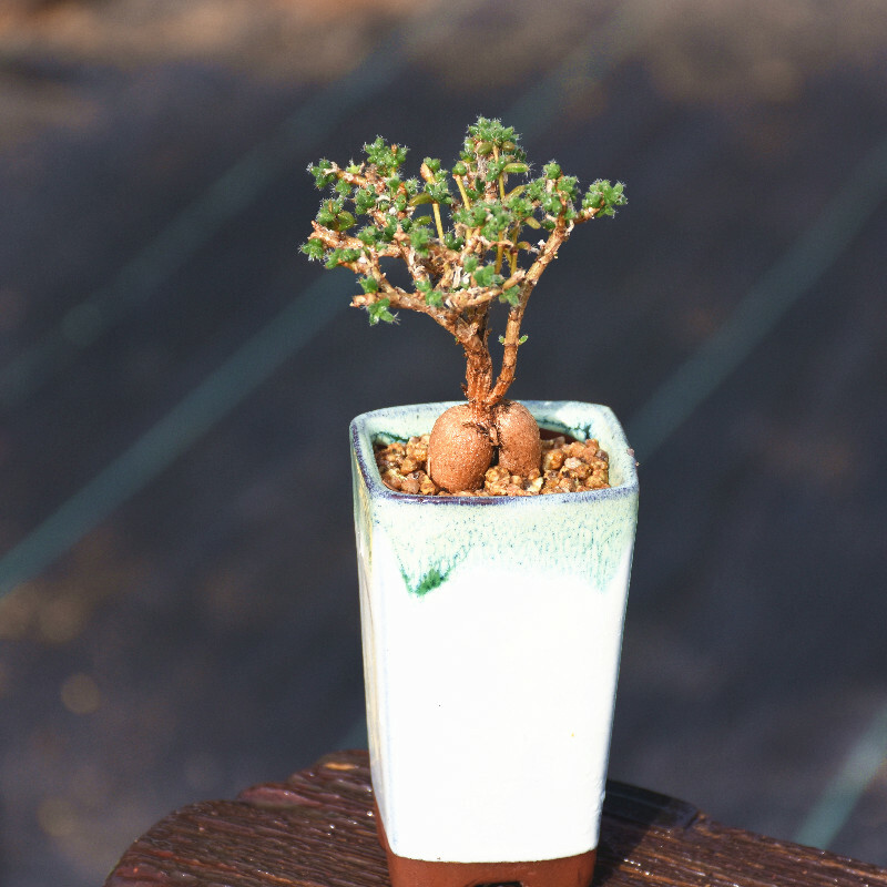 5CM Succulent Plant Trichodiadema Bulbosum Schwantes Aizoaceae Home Garden Plant