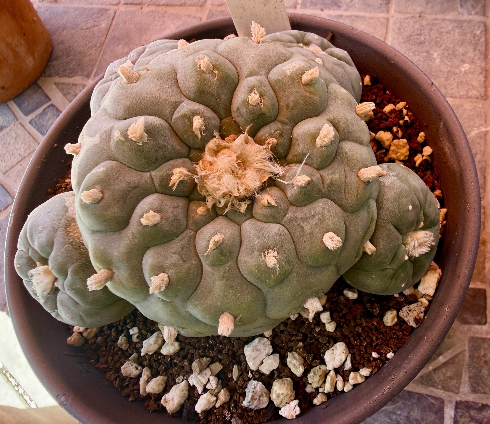 RareSucculent 15 Years Seeding Plant 5” Dia. In 6” Pot..huge tapper Root[1]