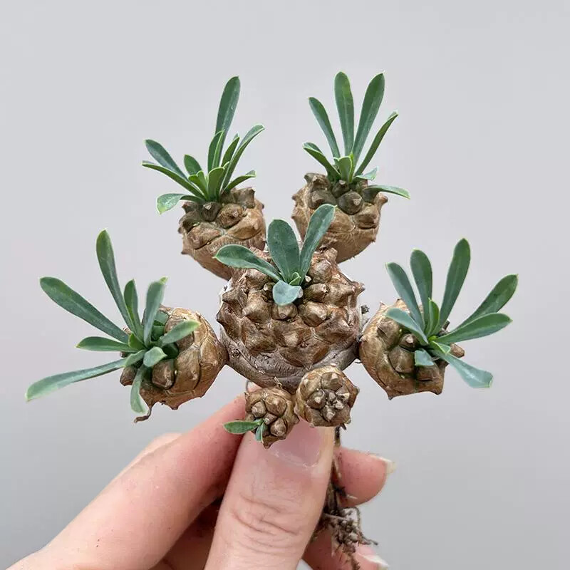8cm Succulent Cactus Plant Euphorbia Gabizan（5-7 Heads）Cactaceae Beautiful Plant
