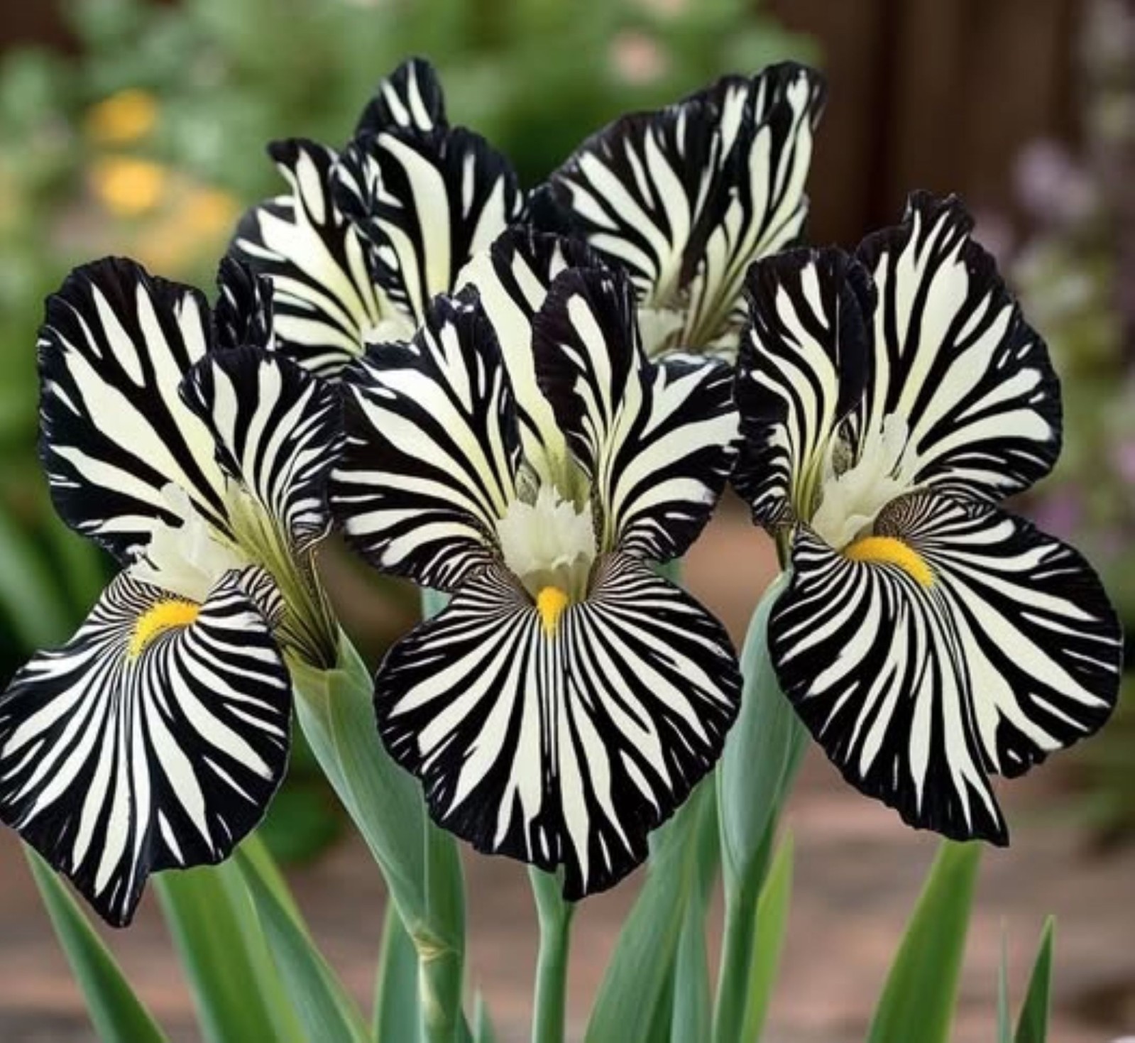 50 Iris Seeds Zebra Black + White Flower Plant (much less money than bulbs)