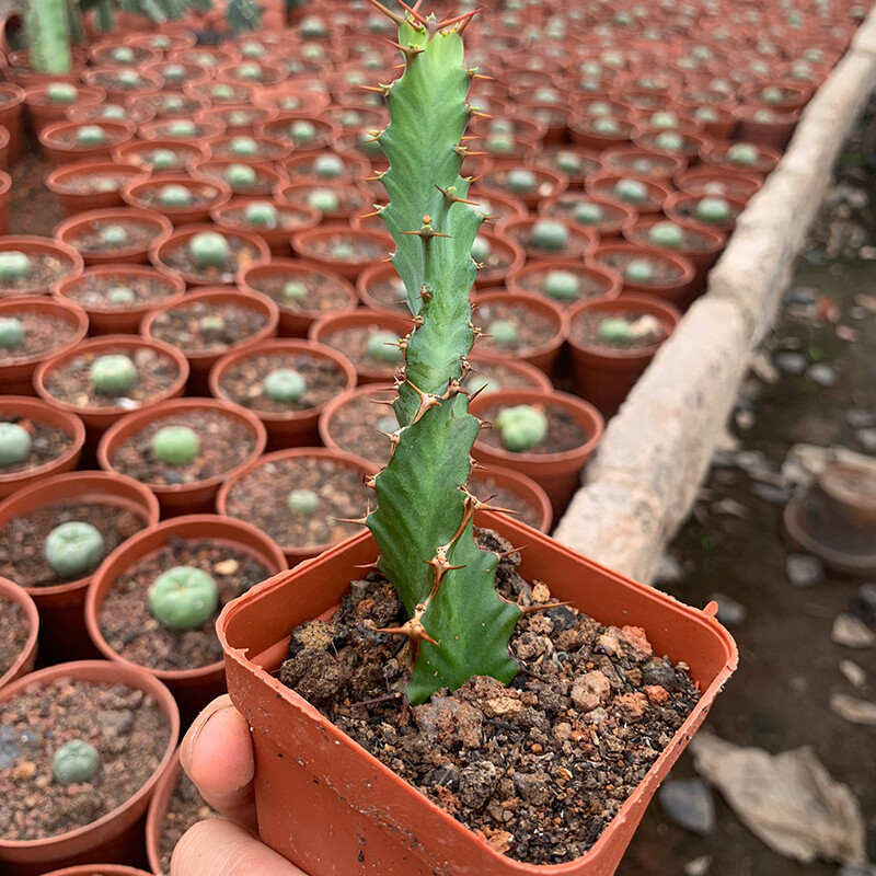 3PCS 8CM Succulent Cactus Plant Euphorbia Groenewdi Cactaceae Home Garden Plant