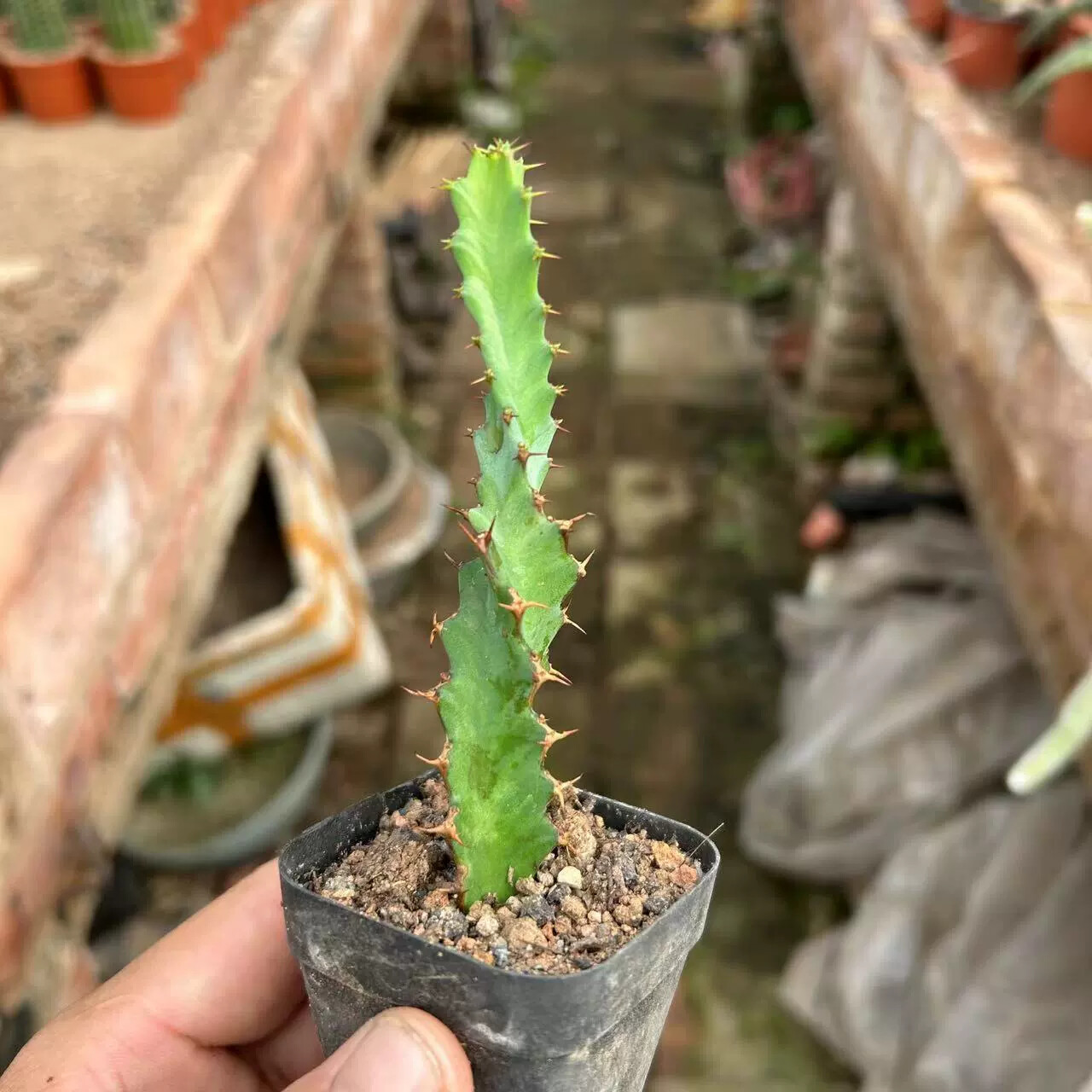 3PCS 8CM Succulent Cactus Plant Euphorbia Groenewdi Cactaceae Home Garden Plant