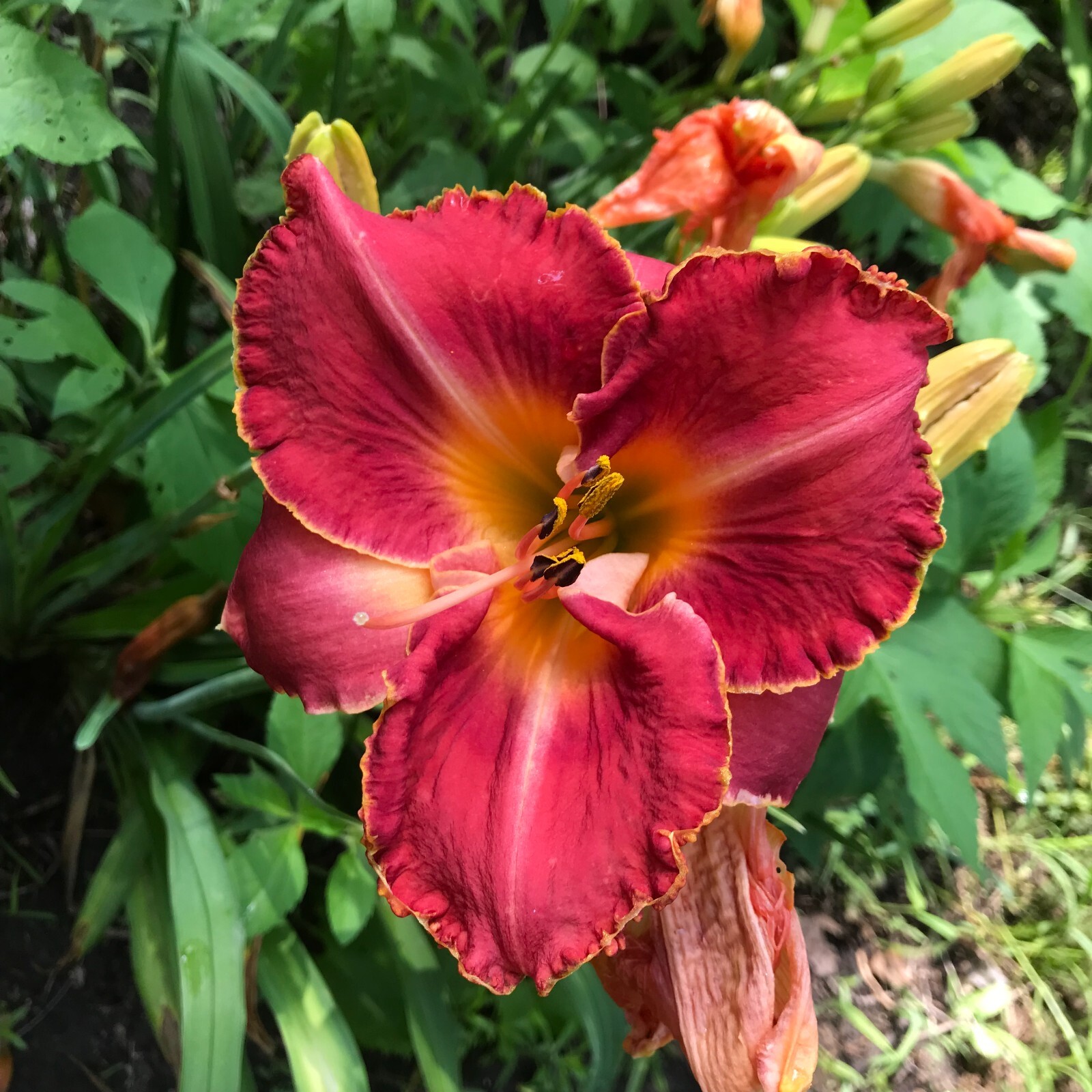 Assorted Daylilies, Mixed Daylilys, perennial’s return every year multiplying