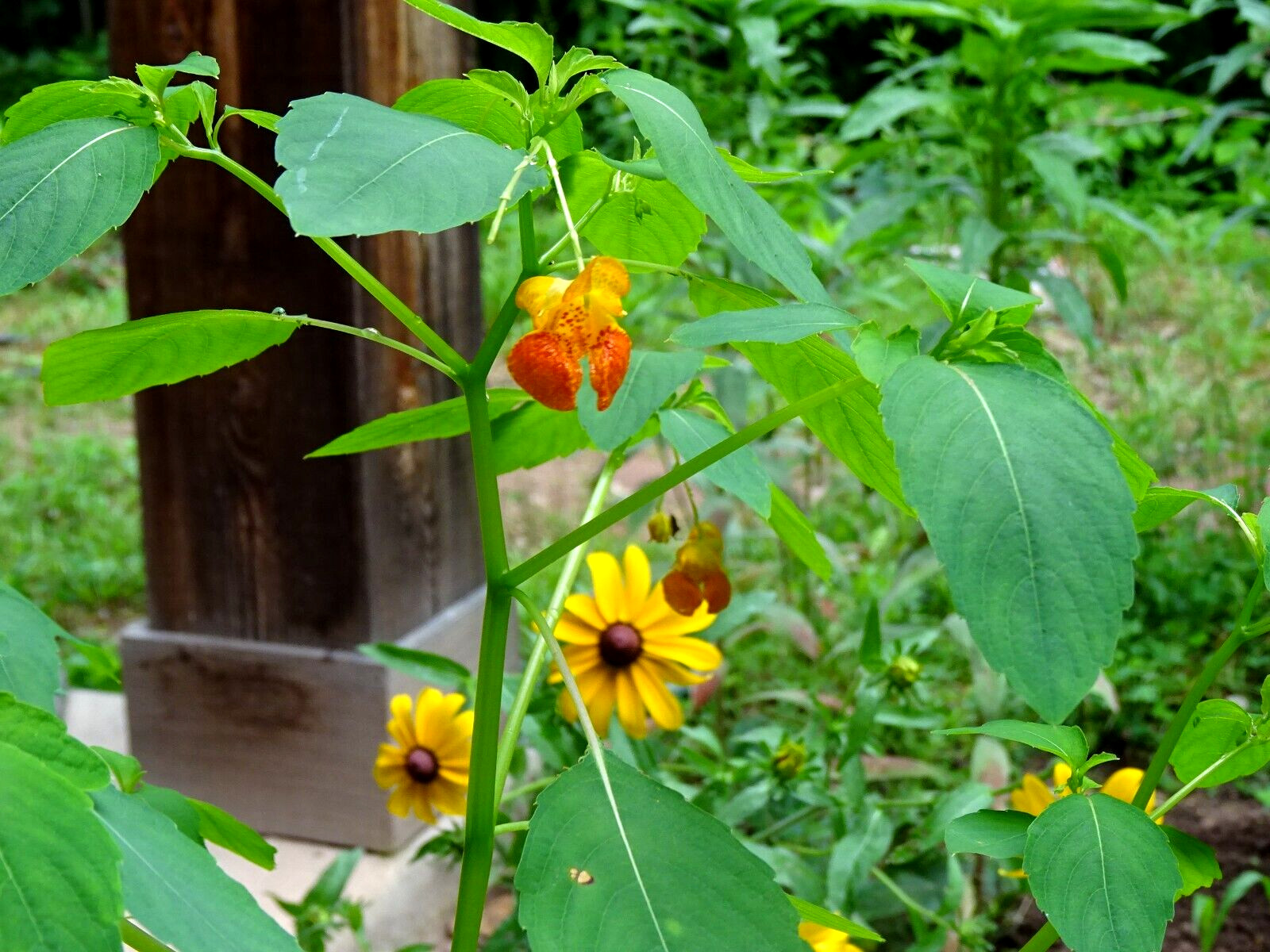 Jewelweed Impatiens Capensis TouchMeNot 40 seeds from 2023 Organic Hummingbirds