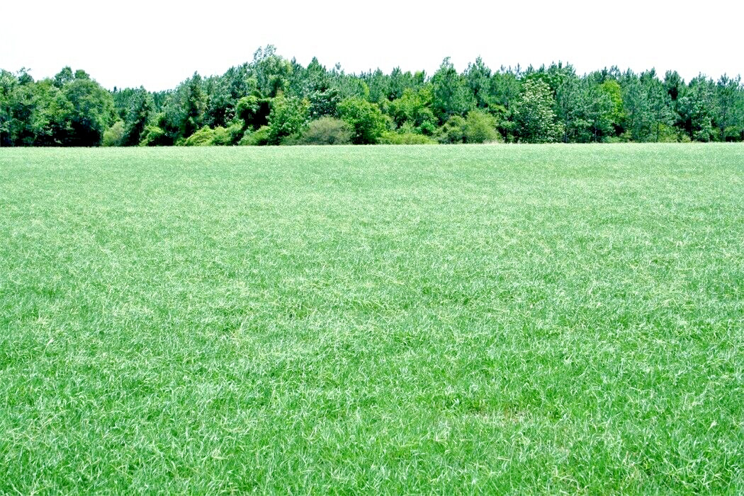 Annual Rye Grass 5.5 lbs Grass Seed Fast Growing Winter Fall Rye Grass FAST SHIP