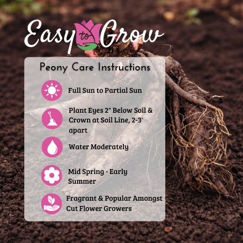 Easy to Grow Peony Prairie Charm (Itoh) 1 Root Division – Spring Yellow Blooms