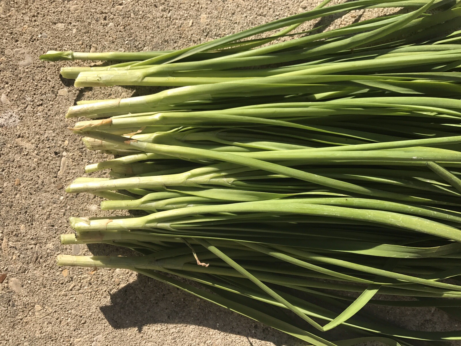 100 Rooted Chinese Chives Plants (Organic Garlic Chives, Over 3 Years Old)韭菜