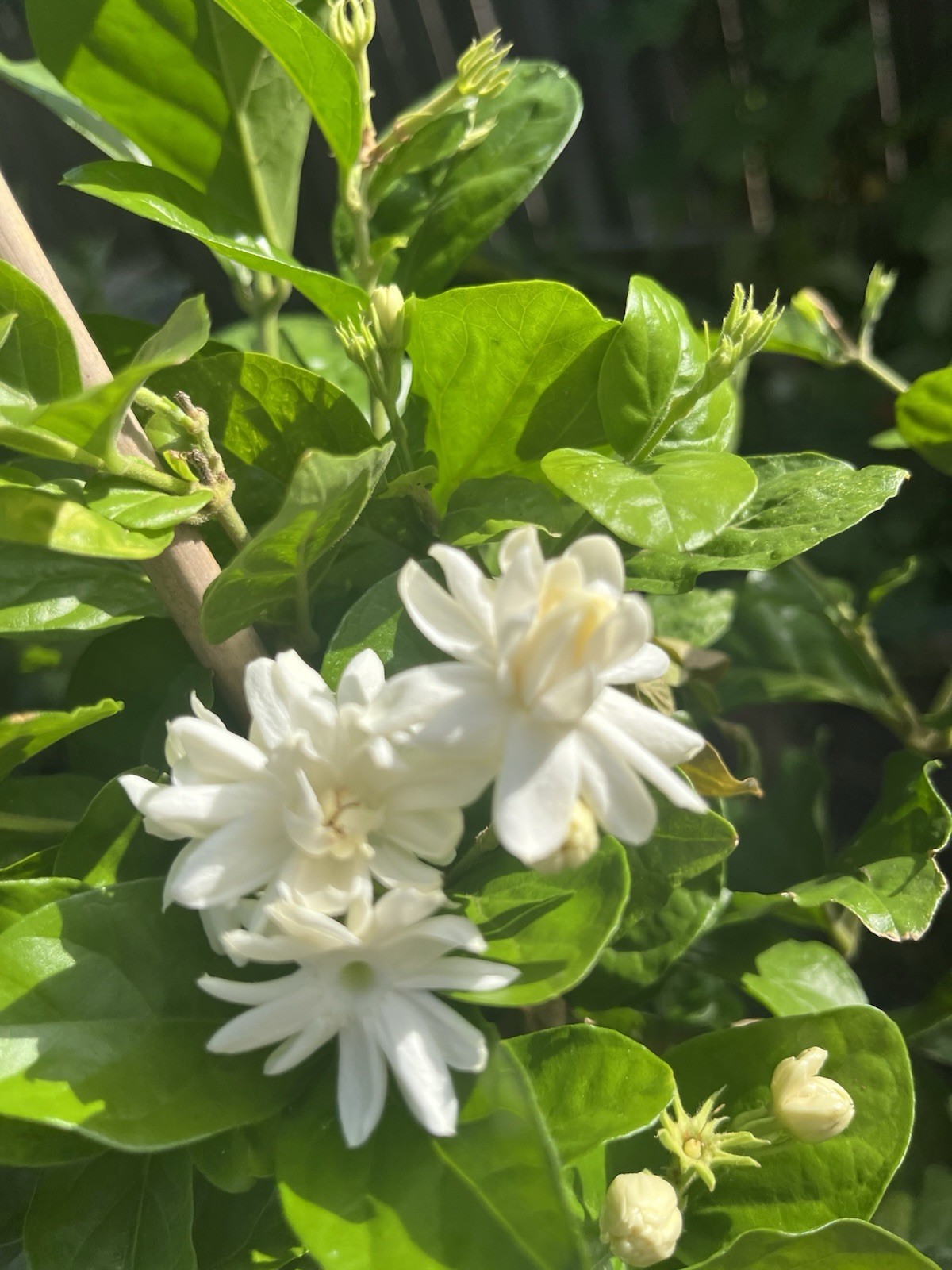 3 Years Old big Size Double Petals Jasmine Fragrant In 3 Gallons Pot 24 In Tall