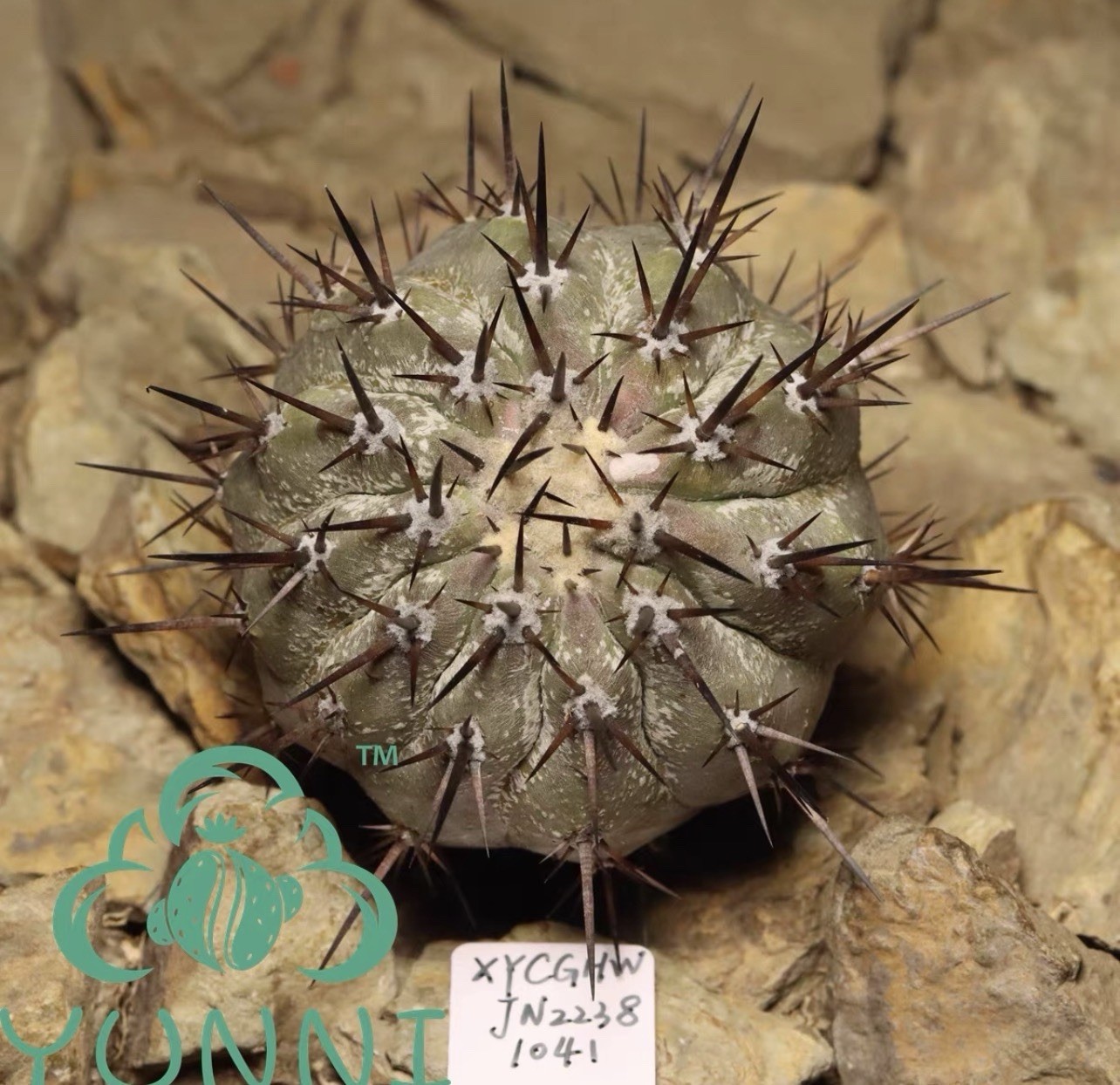 1pc Self‑rooted Copiapoa Black King Ball choose one out of two#924#1041 6cm6.6cm