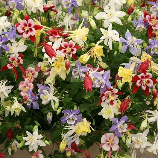 Landscaper’s Pack SHADE Mix Wildflowers Annual Perennial Heirloom 5000 Seeds!
