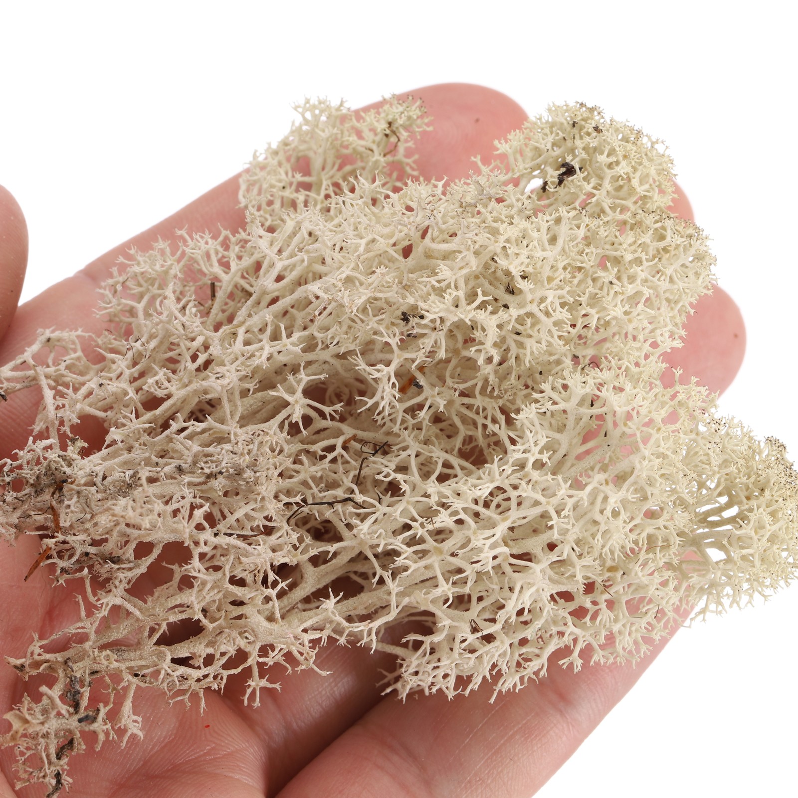 0.35 OZ Moss Preserved Moss Artificial Moss for Craft Floral Project Wine Red