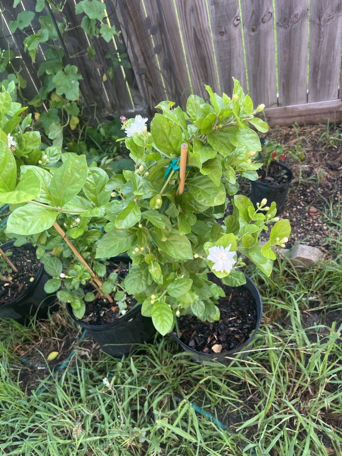 3 Years Old big Size Double Petals Jasmine Fragrant In 3 Gallons Pot 24 In Tall