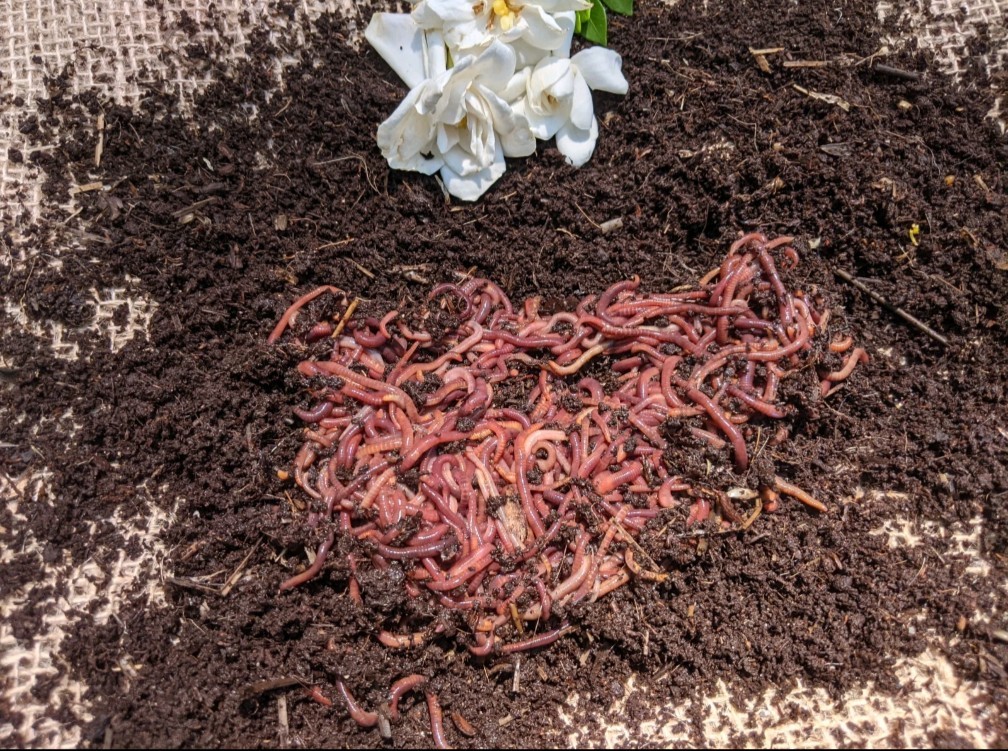100 Live Red Wiggler worms,FREE Shipping! (Compost Worms)–No Blues